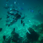 cropped-PICT0303_1100.jpg