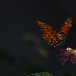 IMG_9950_900x600