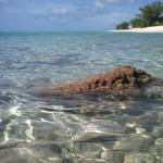 Caribe