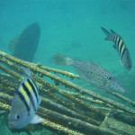 Bimini